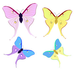 butterfly