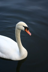 weißer Schwan auf dem Wasser