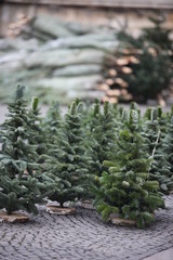Weihnachstbaum