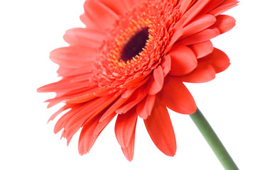Macro of red daisy-gerbera head isolated on white
