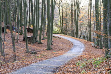 Geteerter Weg durch einen Laubwald