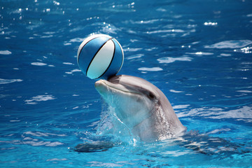 Naklejka premium Dolphin with ball