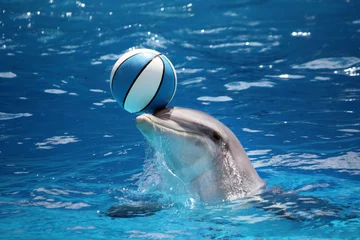 Gartenposter Delfin Delphin mit Ball