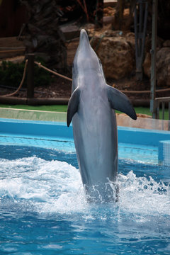 Dolphin's dance