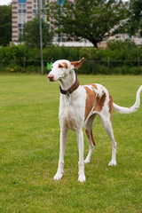 Spanish Podenco