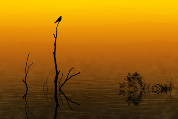 oiseau reflet lac étang nature soleil brume branche contre jour