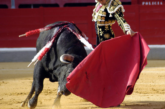 Banderillero, The Torero Who, On Foot, Places The Darts In The Bull, The  Banderillas Is Brightly-coloured Darts Placed In The Bull Stock Photo,  Picture and Royalty Free Image. Image 24047902.
