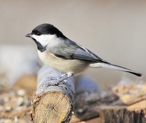 Fototapeta premium Black-capped Chickadee