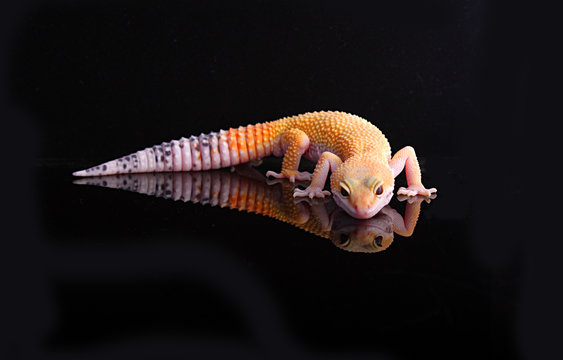 SHTCT Leopar Gecko