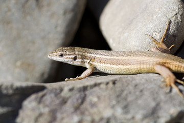 Iberian wall lizard