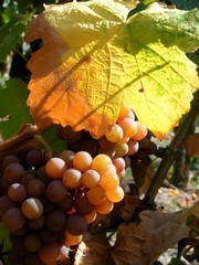 Raisin Alsace