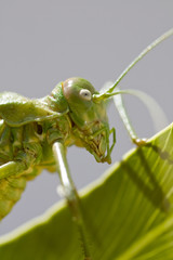 Green bush-cricket