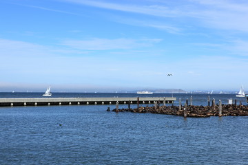 otaries dans la baie de san franscico