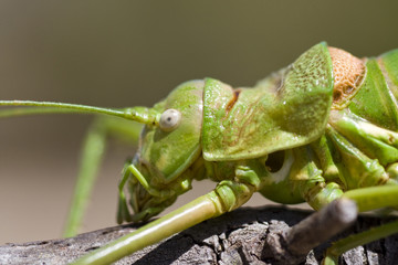 Green bush-cricket
