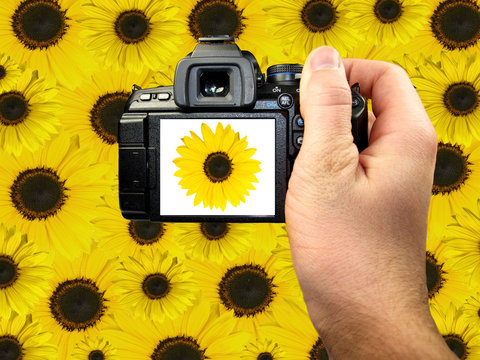 Dslr photographing of sunflowers