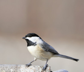 Fototapeta premium Black-capped Chickadee