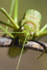 Green bush-cricket