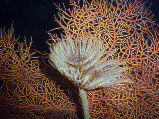 gorgonia y espirografo