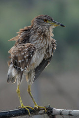 Nycticorax