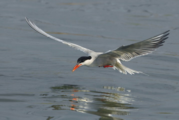 Common tern in flight