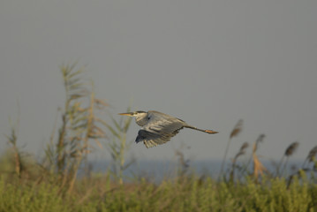 The Grey Heron (Ardea cinerea)