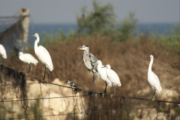 Little Egret (Egretta Garzetta) at Lake Maagan Michael