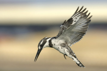 Pied Kingfisher (Ceryle rudis) in fly