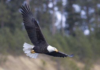 Eagle in flight.