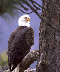 Eagle framed by flora.