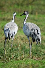 Common Cranes in flight at Ahula Lake, Israel