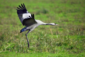 Common Cranes in flight at Ahula Lake, Israel