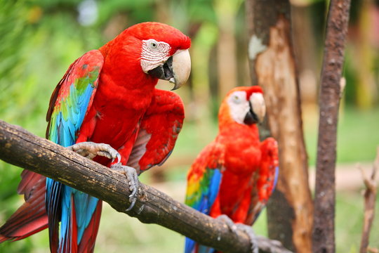 Parrots: scarlet macaw (ara macao)