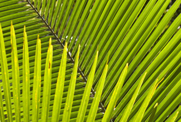 Symmetry of a palm leaf