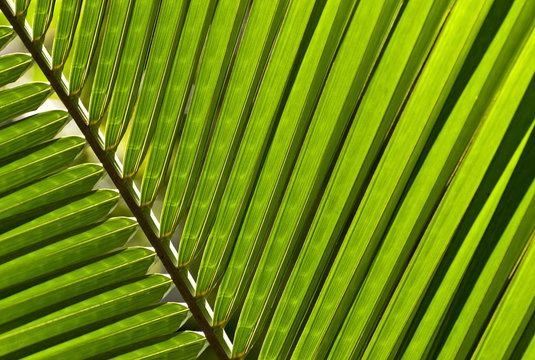 Close up of a palm leaf