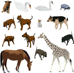 Animals