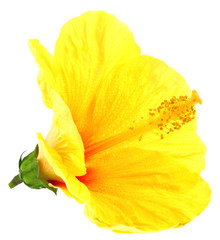 hibiscus jaune fond blanc