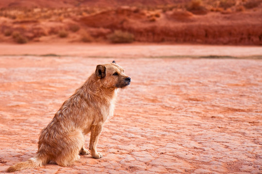 Mongrel Dog in Monument Valley