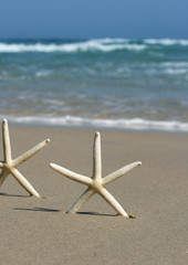 Fototapeta na wymiar Tropical starfish