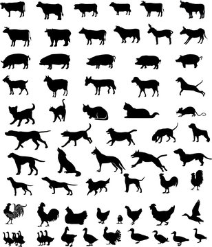 Animals pets silhouettes