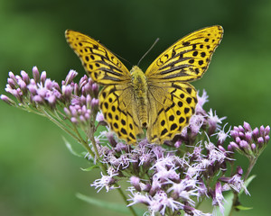 Butterfly on Flower