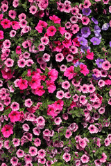 Lots of colorful petunia flowers.
