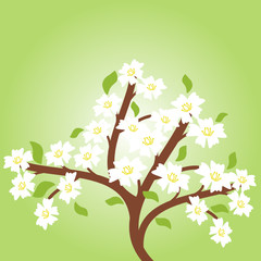 spring cherry tree