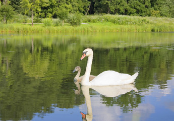 Fototapeta premium swan and young