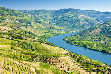 vineyars in Douro Valley, Portugal - obrazy, fototapety, plakaty