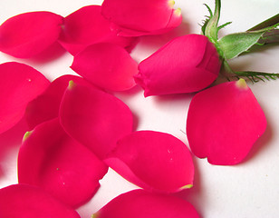 Pink rose and her petals