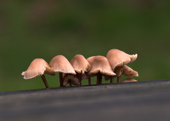 Fungi