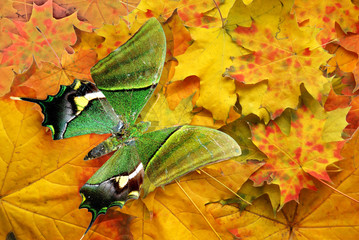 red autumn with green butterfly