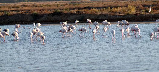 Naklejka premium flamingos no lago