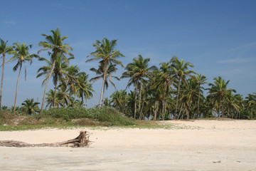 Palmenstrand