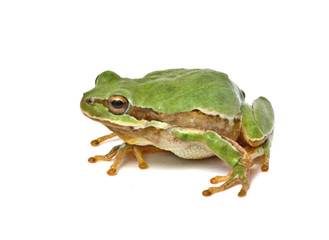 Treefrog isolated on white background